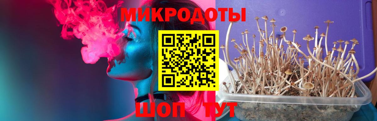 Псилоцибиновые грибы Cubensis Полевской